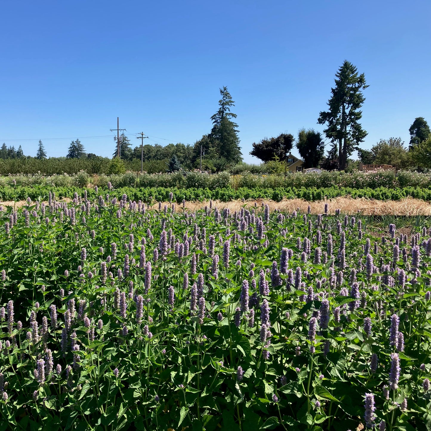 Agastache - Anise Hyssop