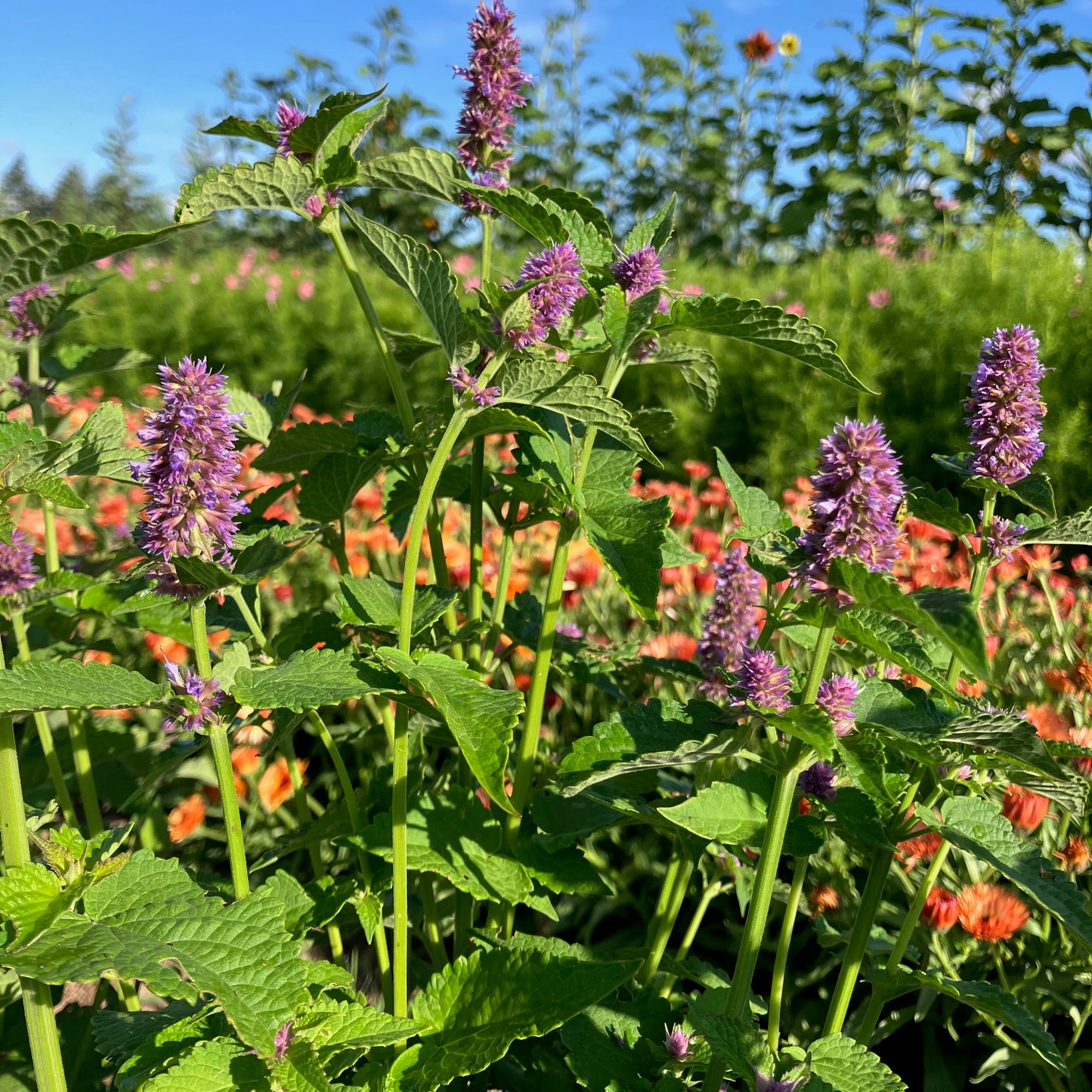 Agastache - Anise Hyssop