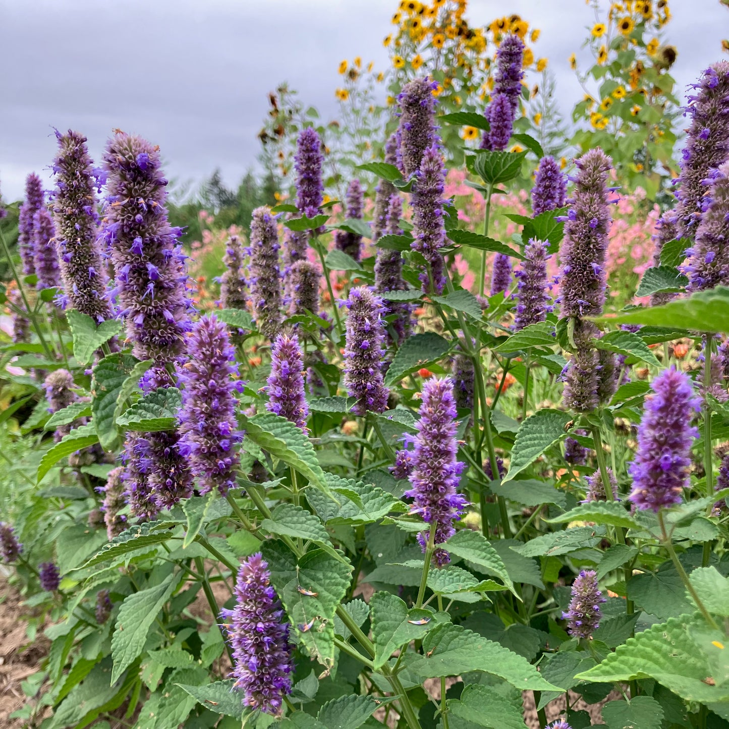 Agastache - Anise Hyssop