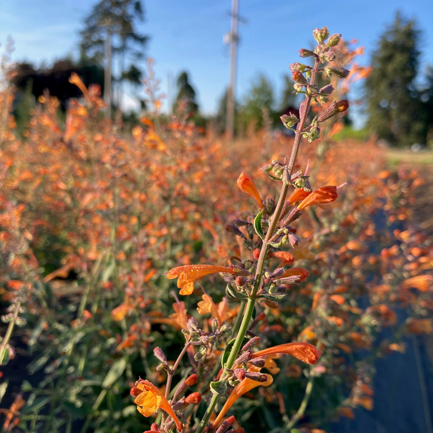 Agastache - Apricot Sprite