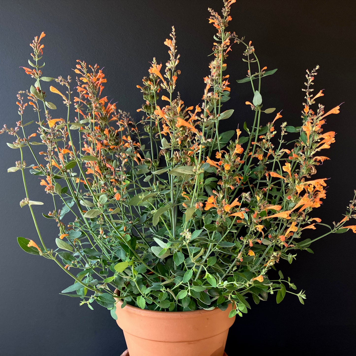 Agastache - Apricot Sprite