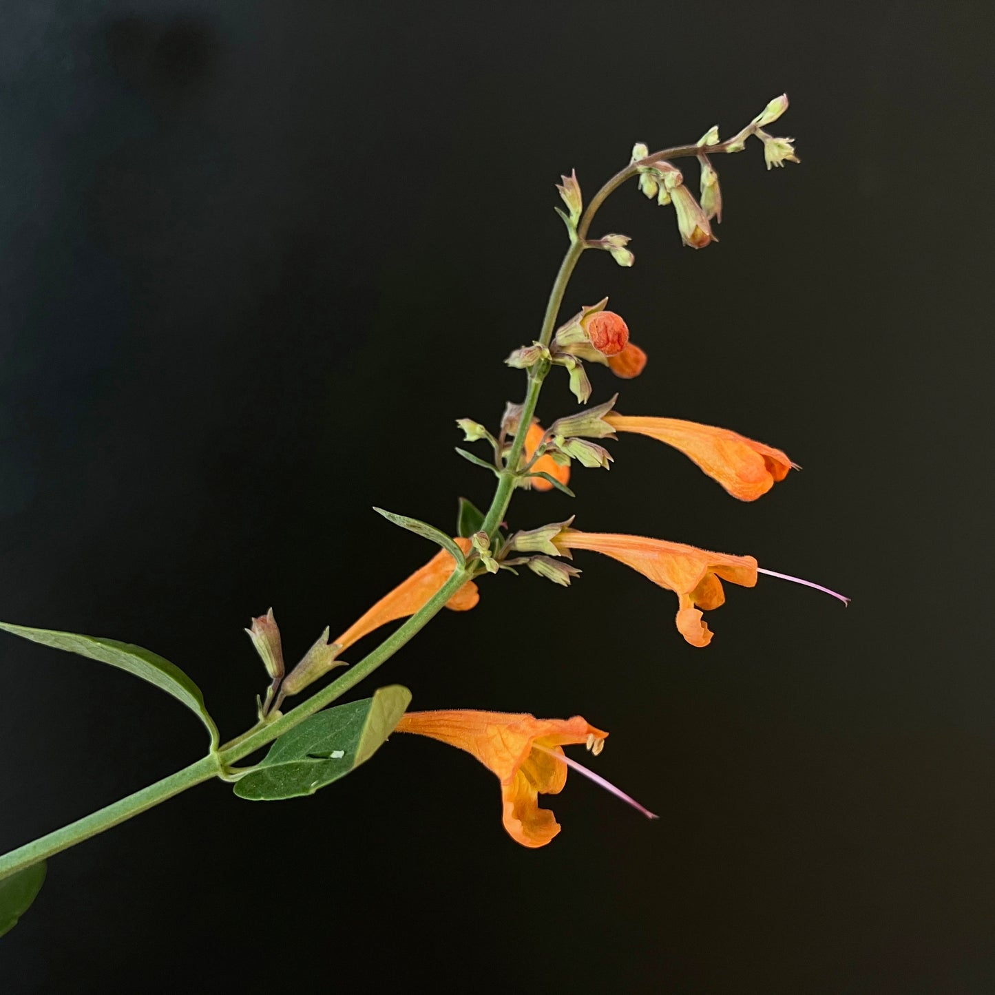 Agastache - Apricot Sprite