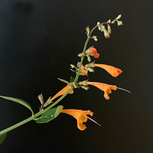 Agastache  - Apricot Sprite