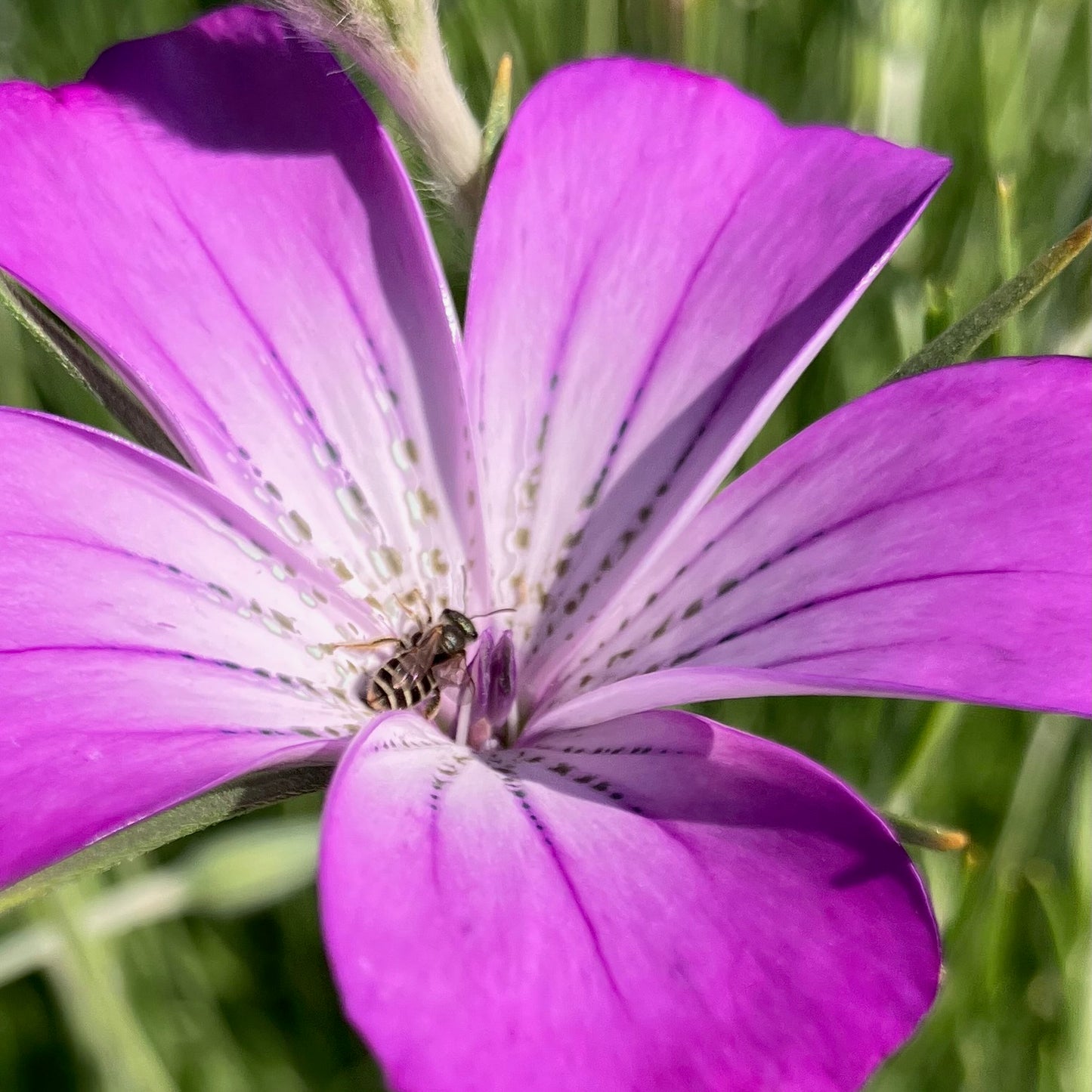 Agrostemma (Corn cockle) - Purple Queen