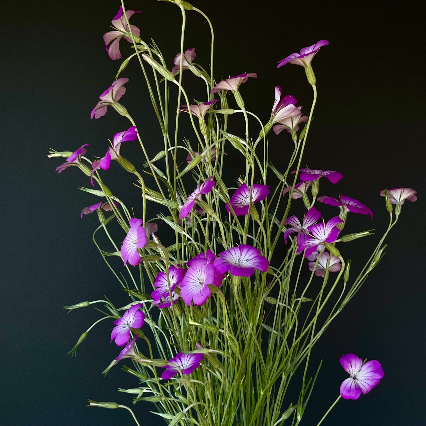 Agrostemma (Corn cockle) - Purple Queen