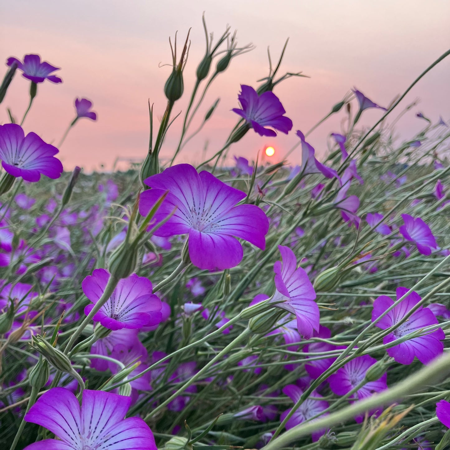Agrostemma (Corn cockle) - Purple Queen
