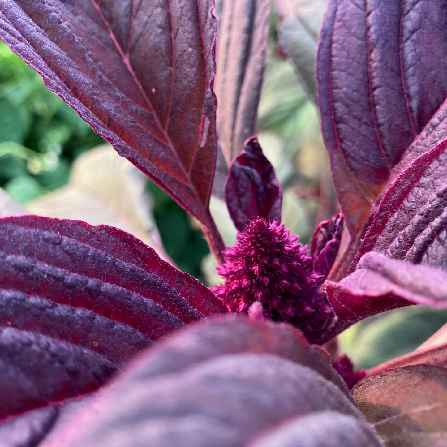 Amaranth - Burgundy