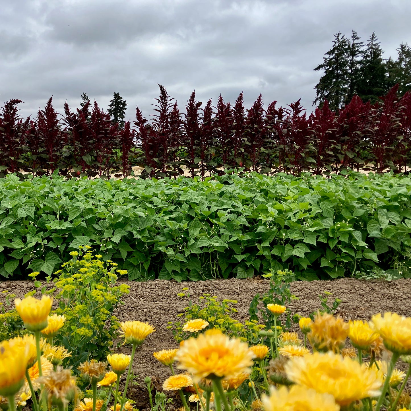 Amaranth - Burgundy