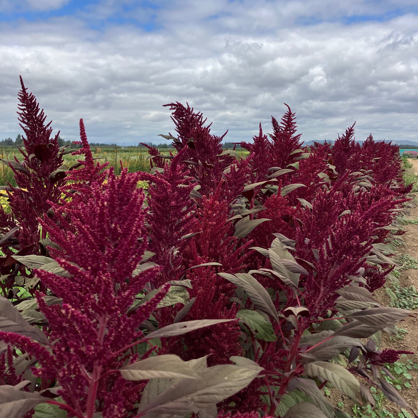 Amaranth - Burgundy