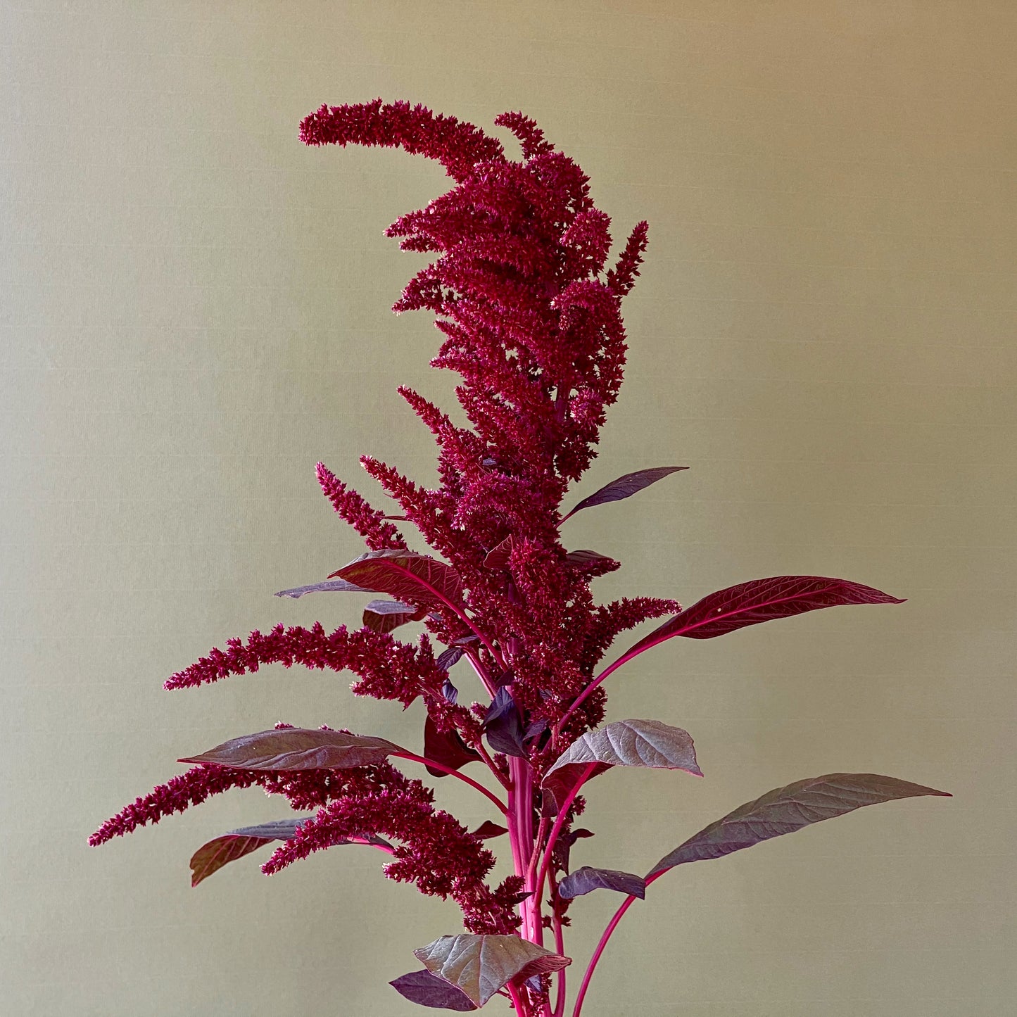 Amaranth - Burgundy