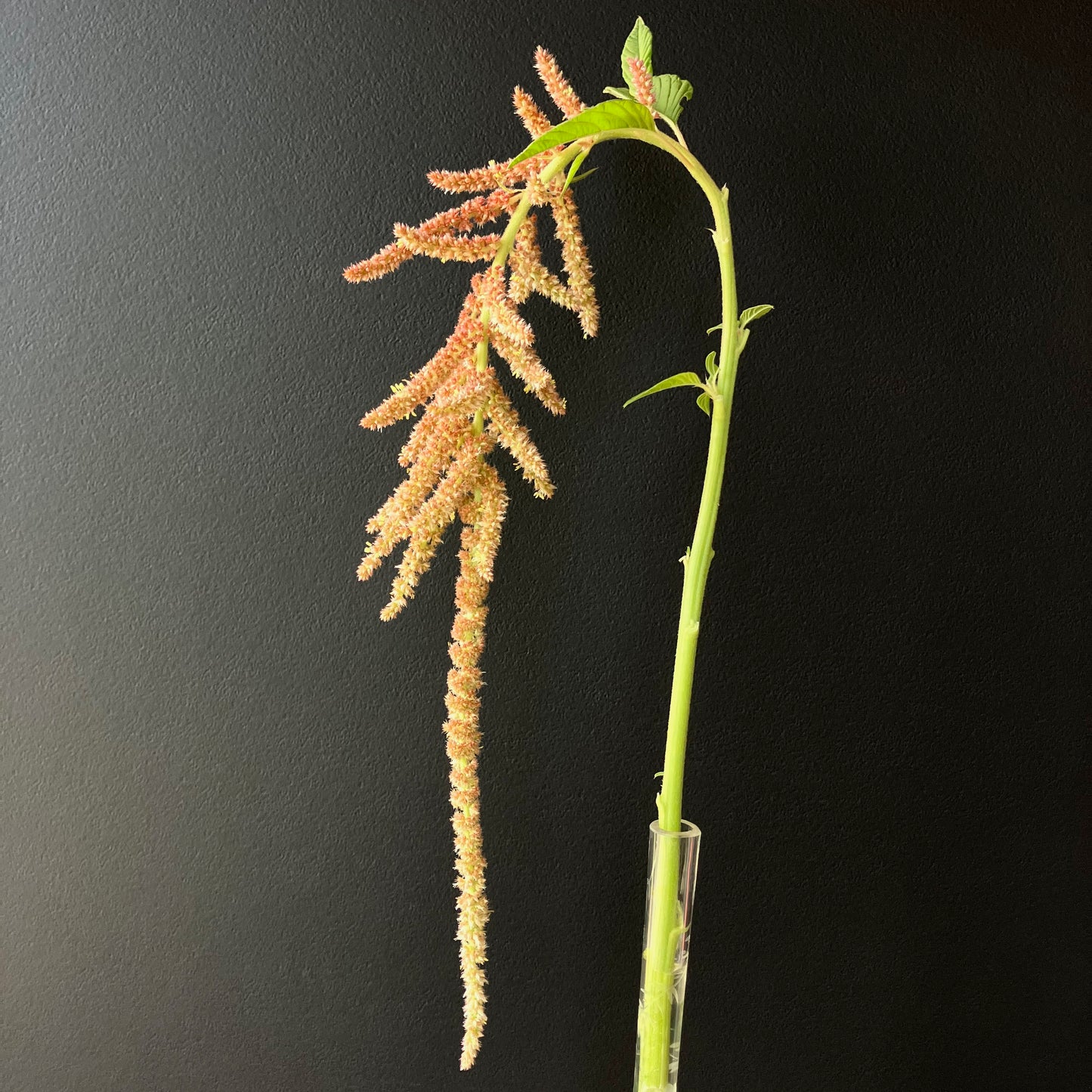 Amaranth - Coral Fountains