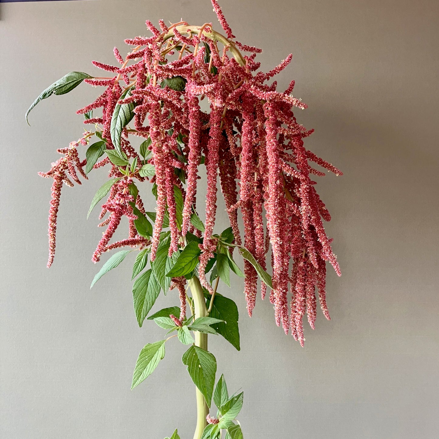 Amaranth - Coral Fountains