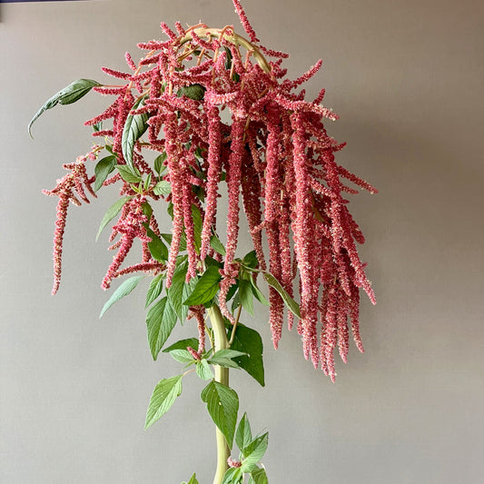 Amaranth - Coral Fountains