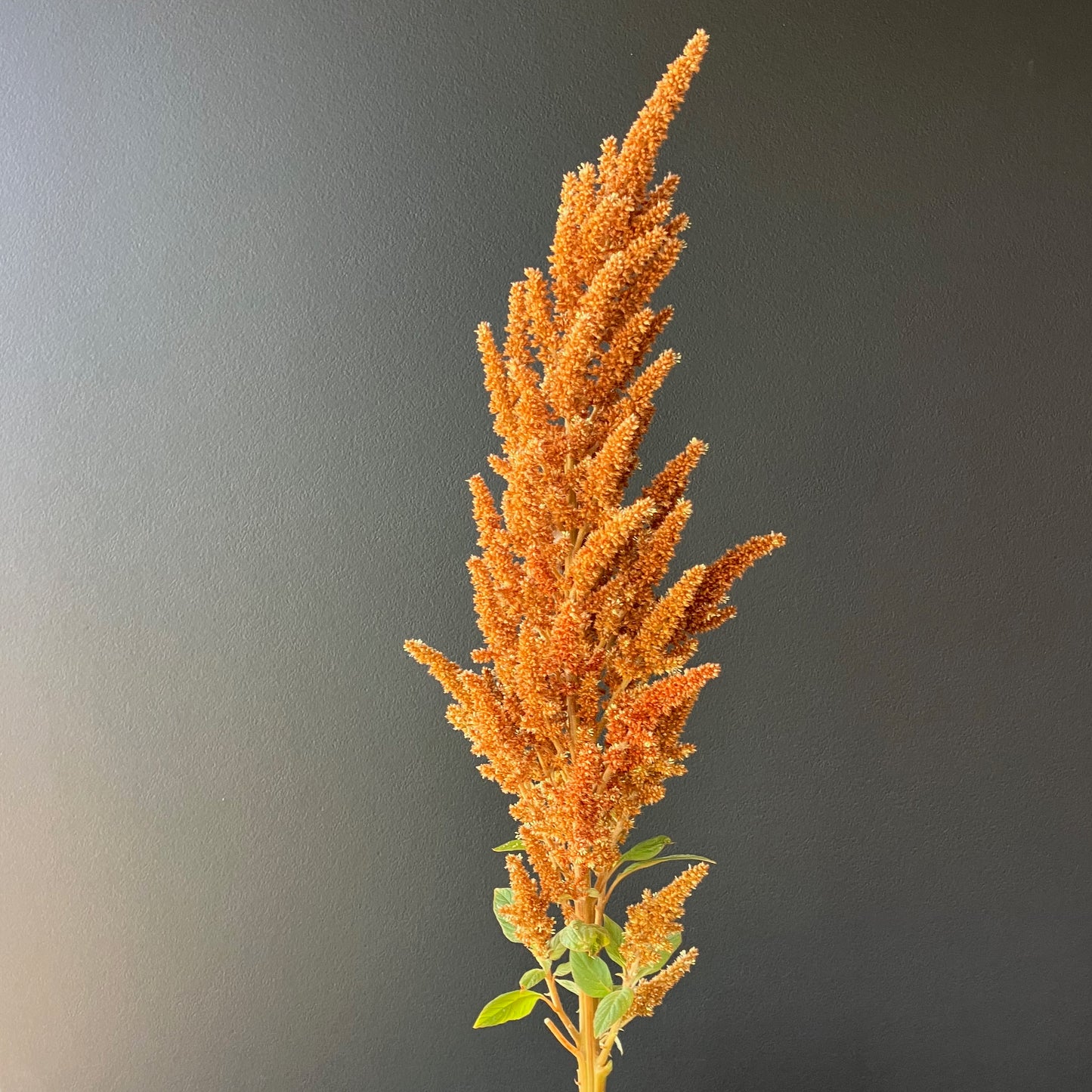 Amaranth - Hot Biscuit