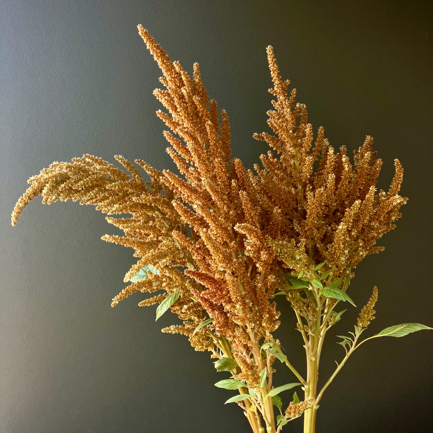 Amaranth - Hot Biscuit