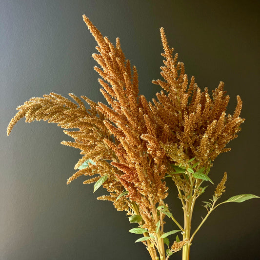 Amaranth - Hot Biscuit