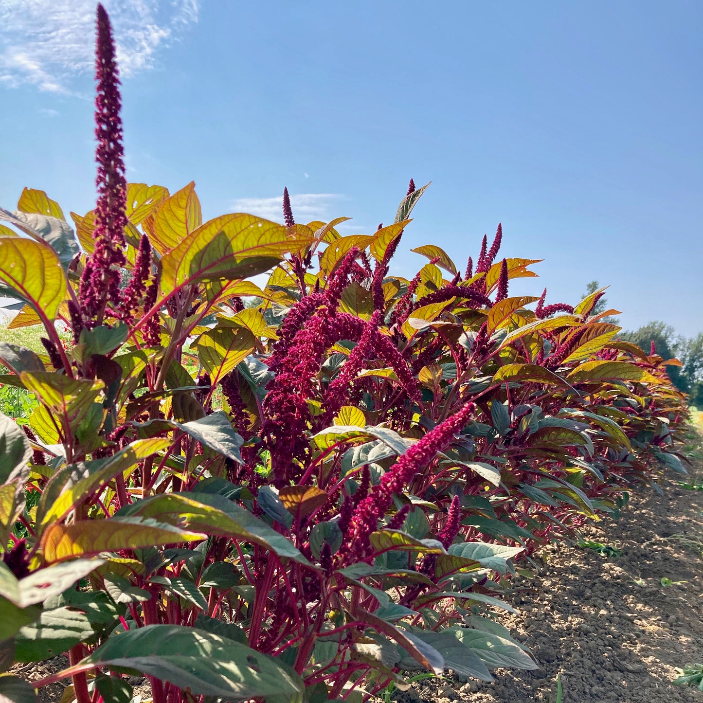 Amaranth - Opopeo