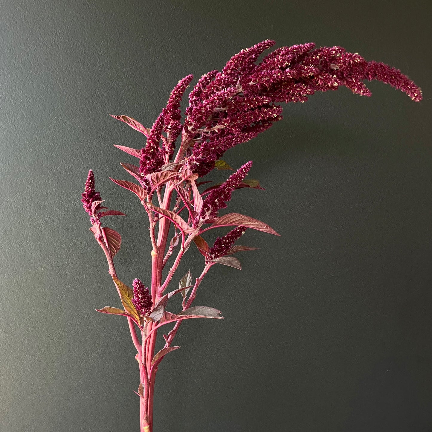 Amaranth - Opopeo