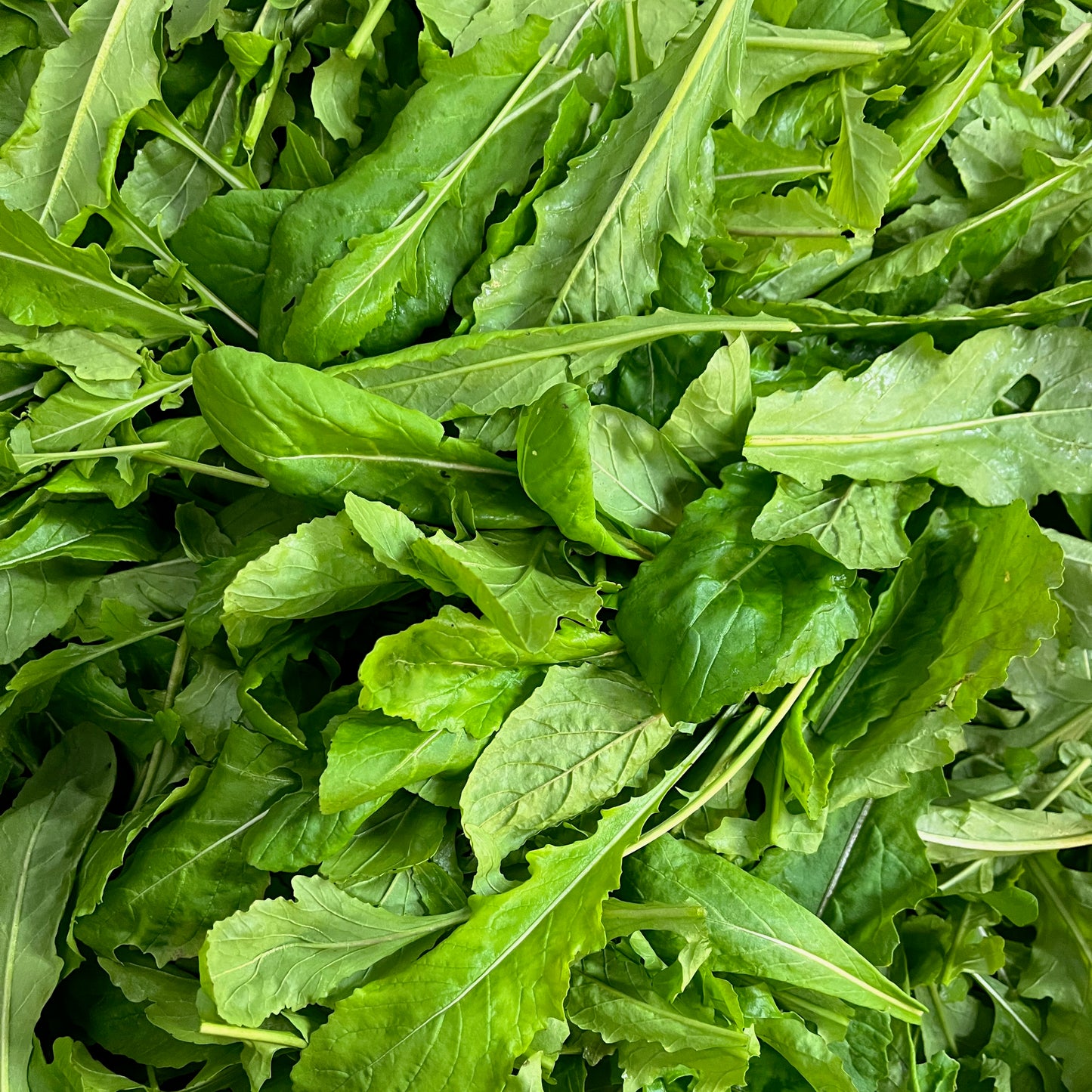 Arugula ⁃ Organic Seed - Astro