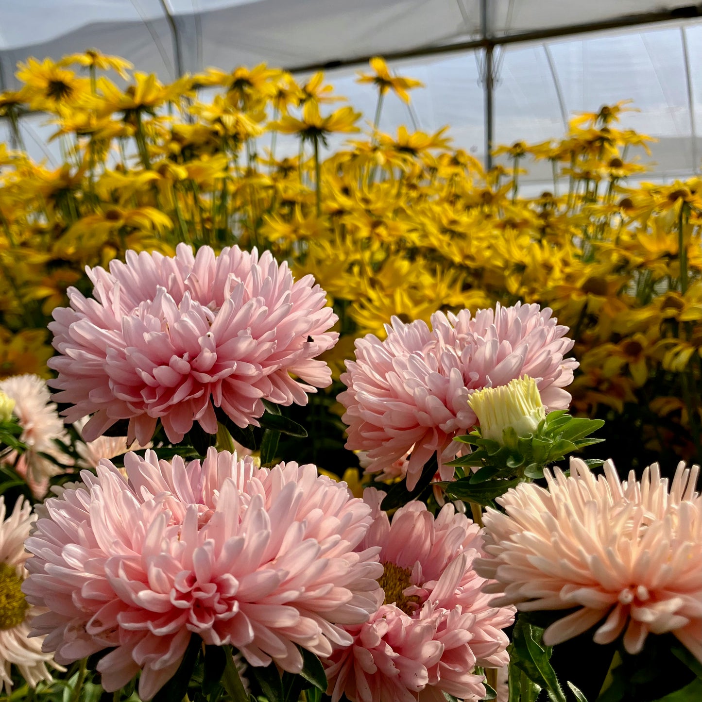 Aster - King Size Apricot
