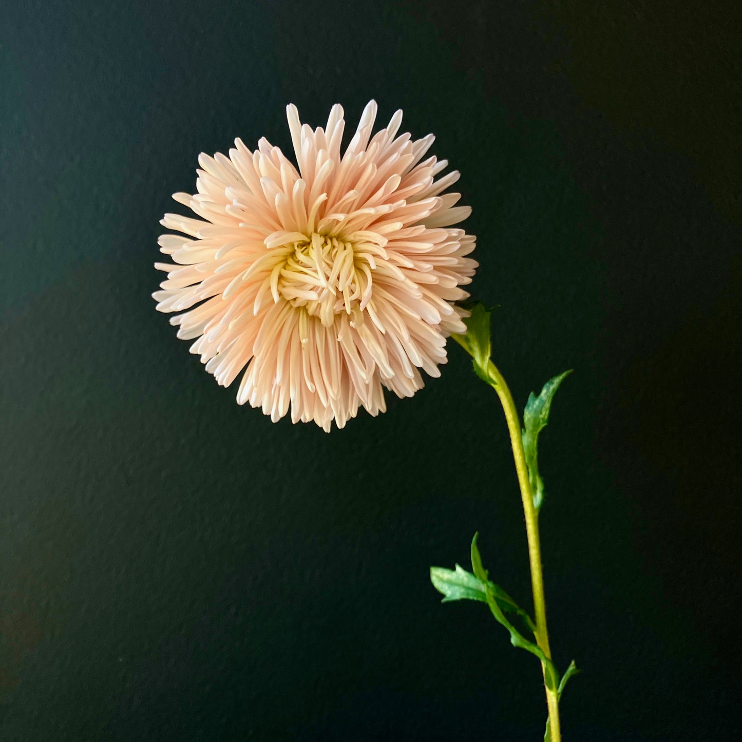 Aster - King Size Apricot