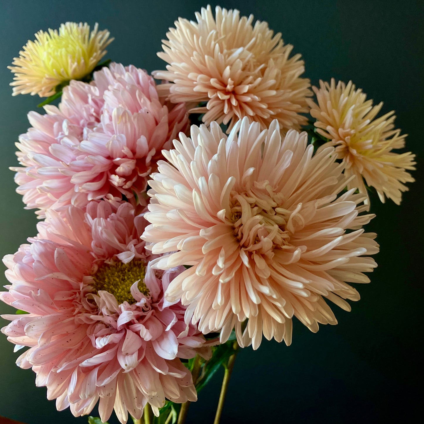 Aster - King Size Apricot