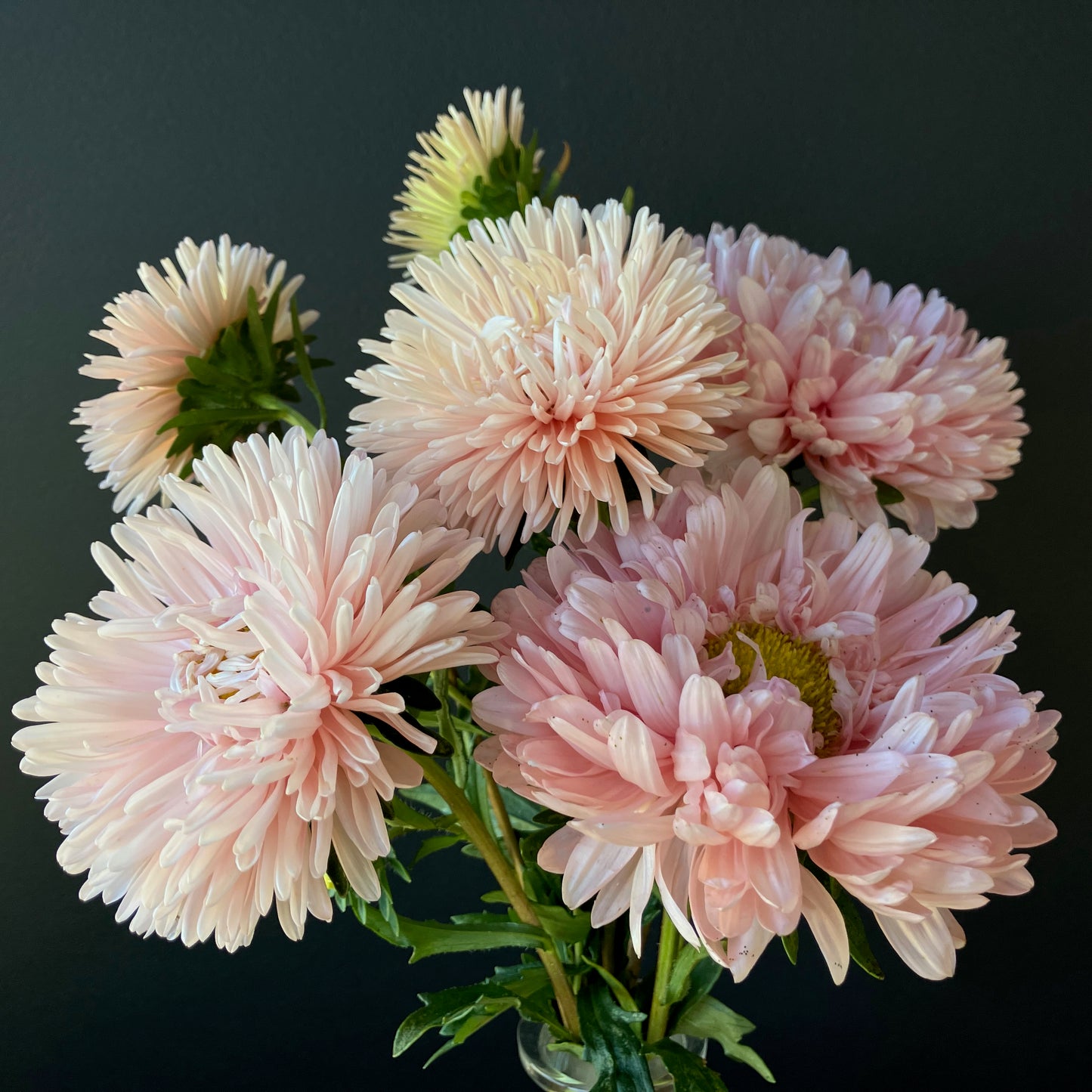 Aster - King Size Apricot