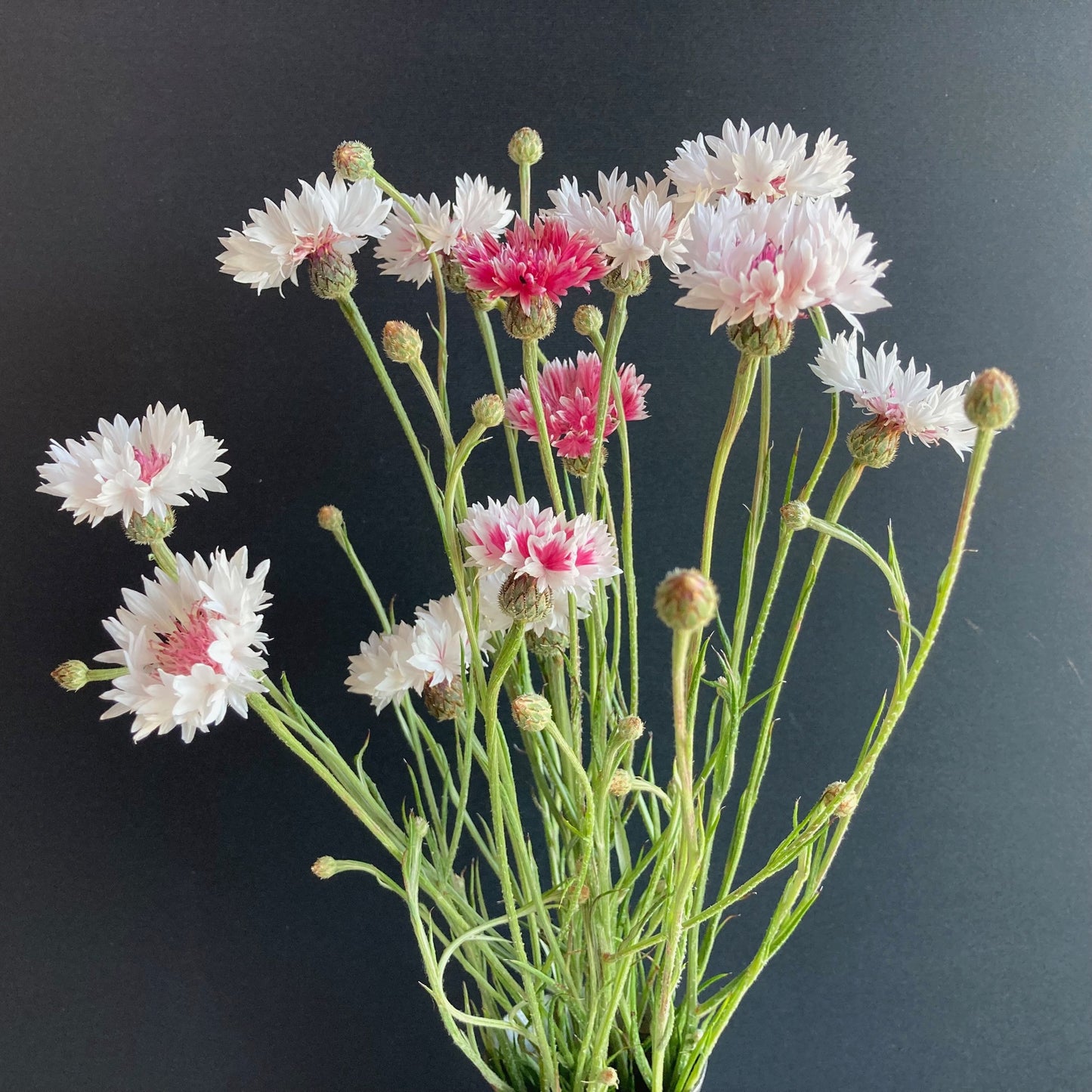 Bachelor Buttons - Classic Romantic