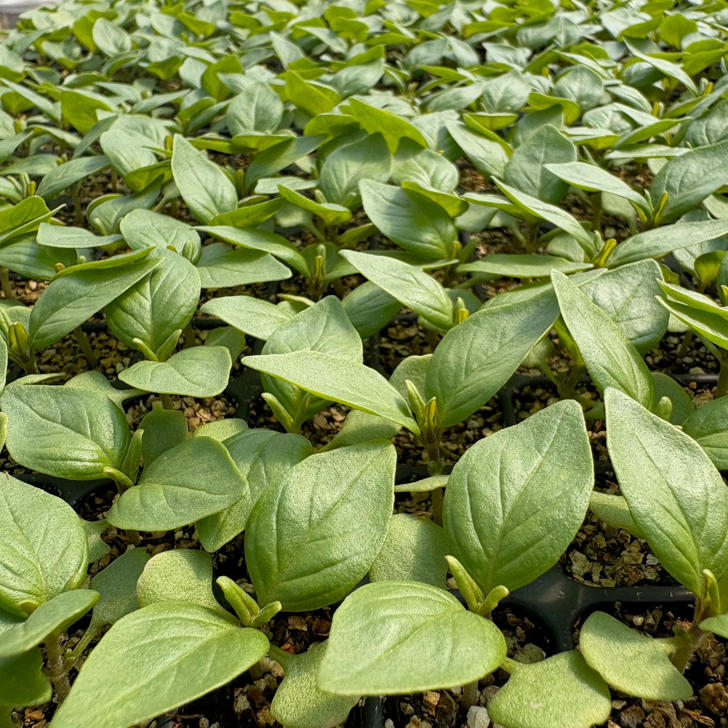 Basil ⁃ Organic Seed - Mrs. Burns' Lemon