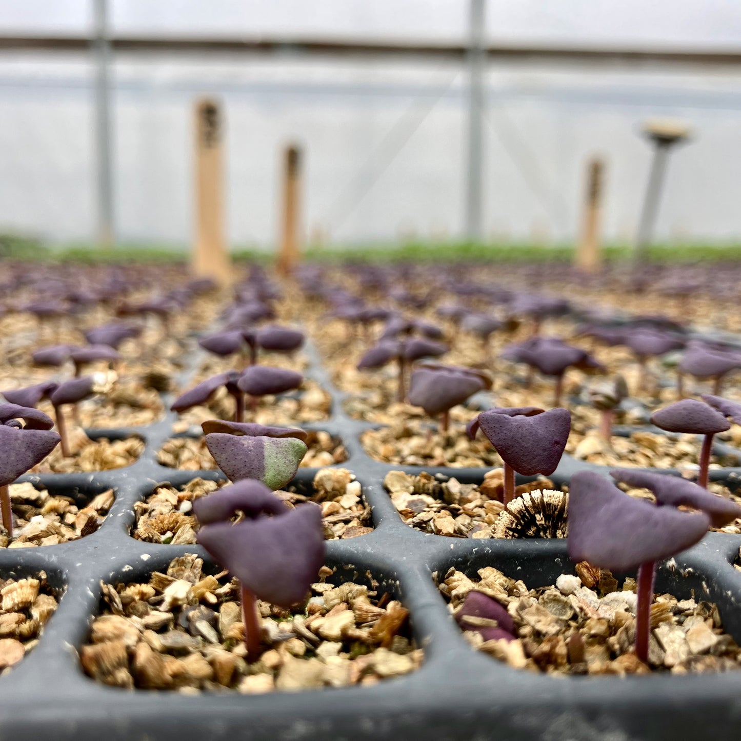 Basil - Purple Dark Opal