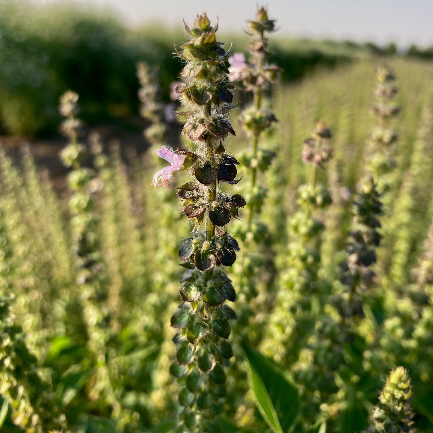 Basil - Sacred