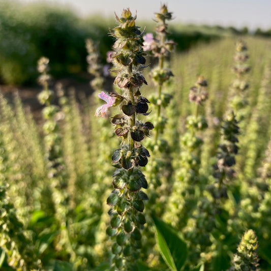 Basil - Sacred