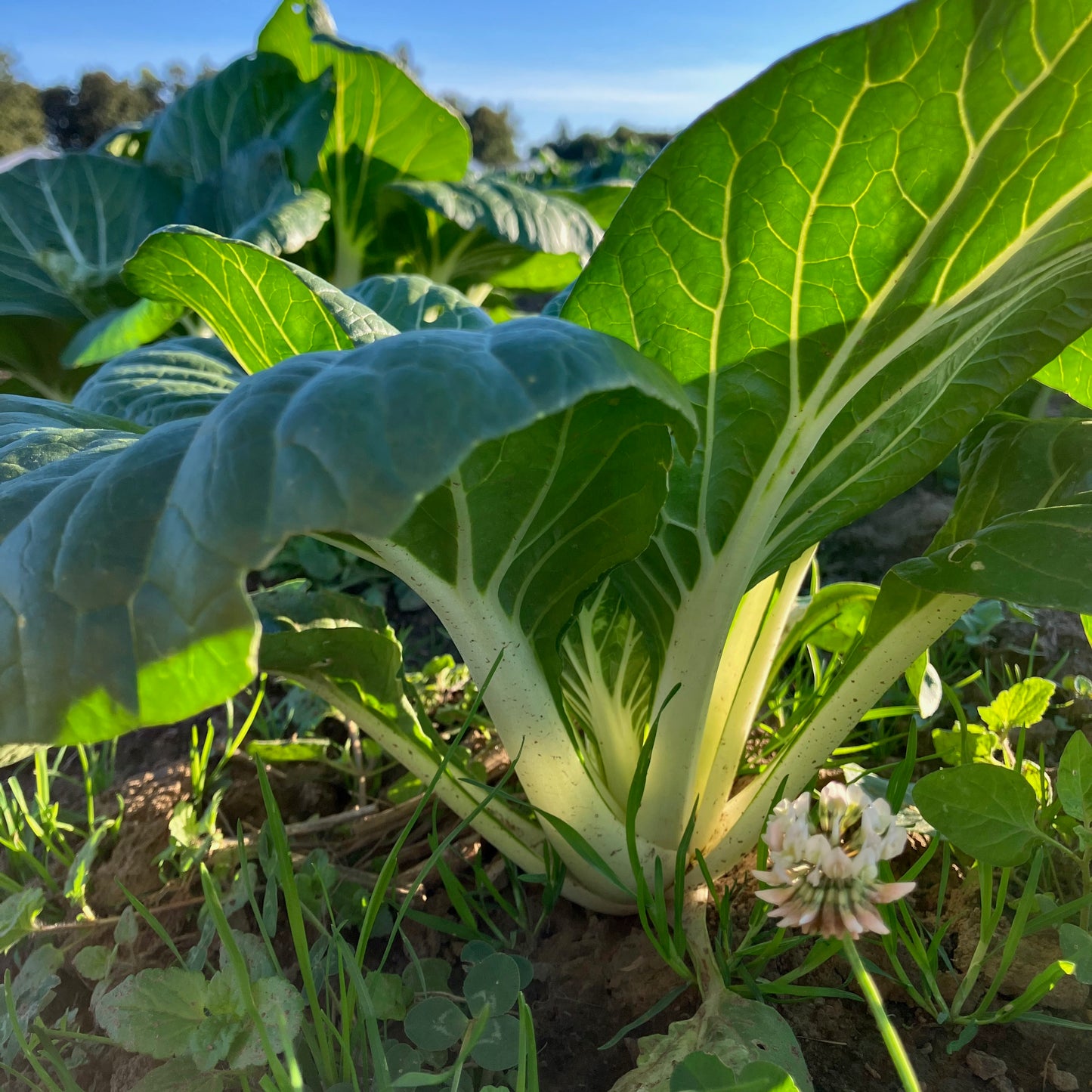 Greens - Baby Bok Choi