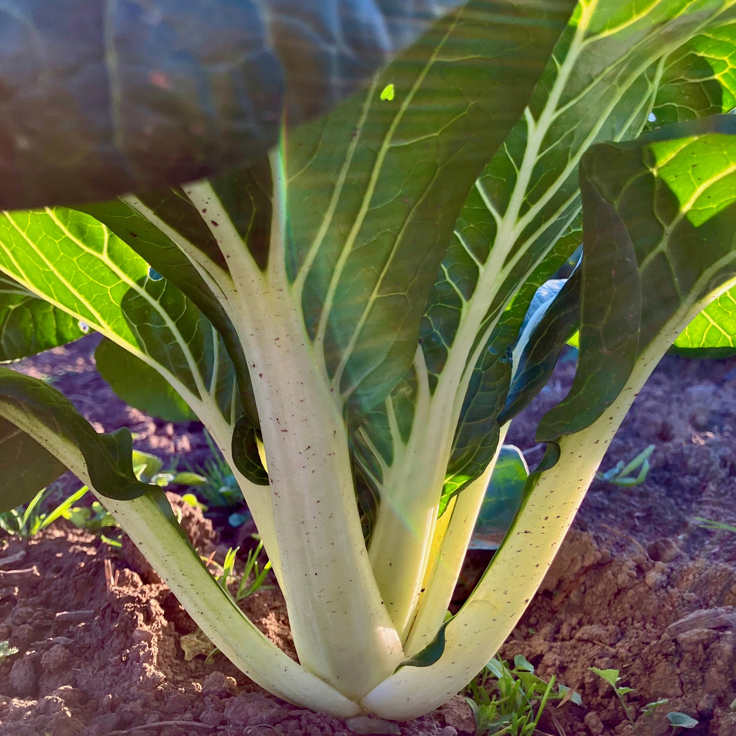 Greens - Baby Bok Choi