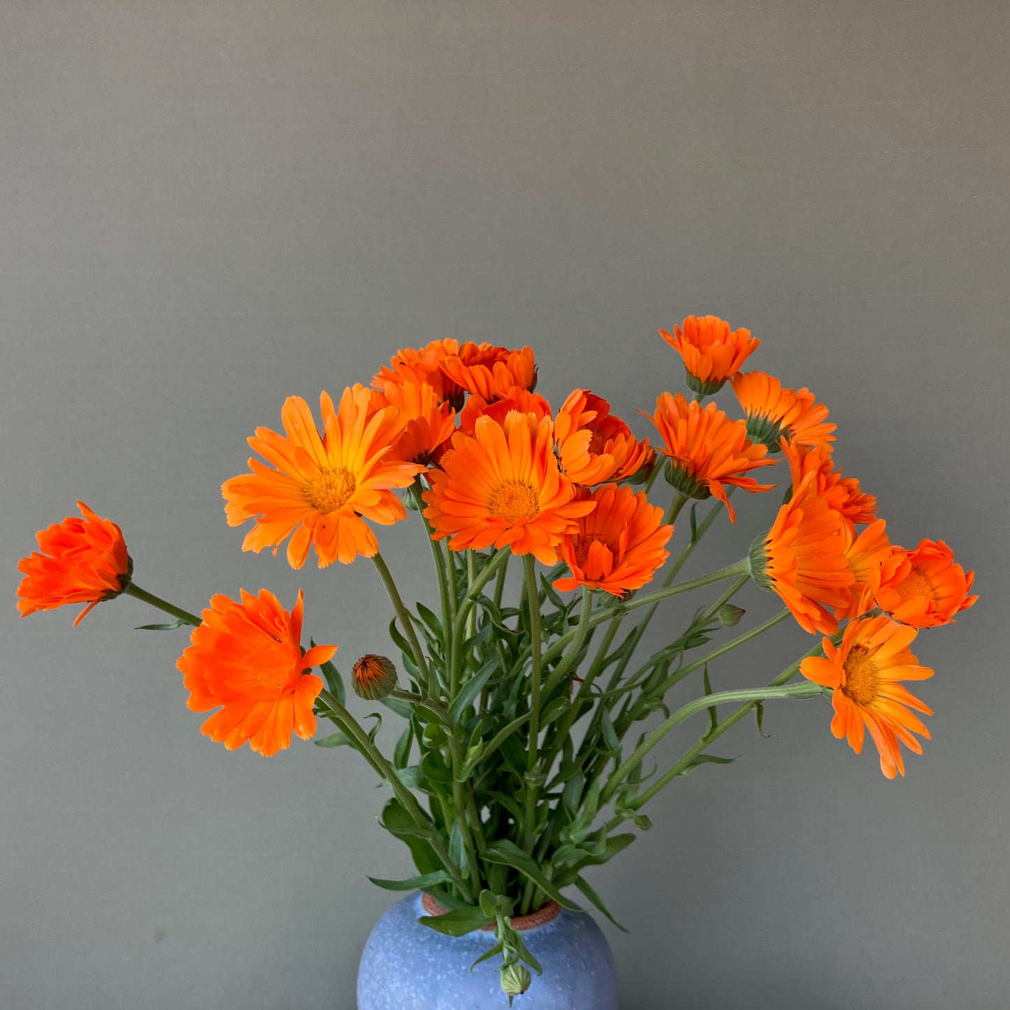 Calendula - Alpha