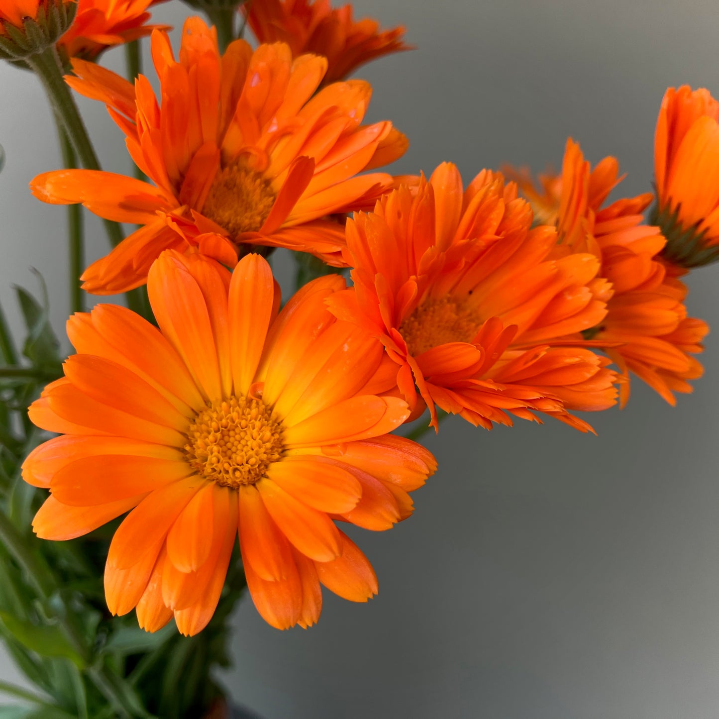 Calendula - Alpha