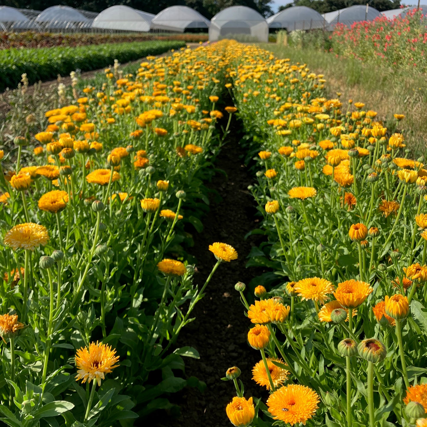 Calendula ⁃ Organic Seed - Pacific Apricot Beauty