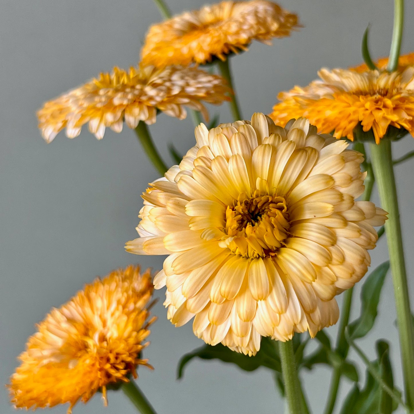 Calendula - Pacific Apricot Beauty