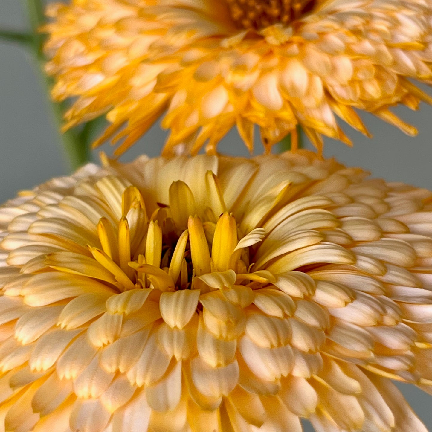 Calendula - Pacific Apricot Beauty