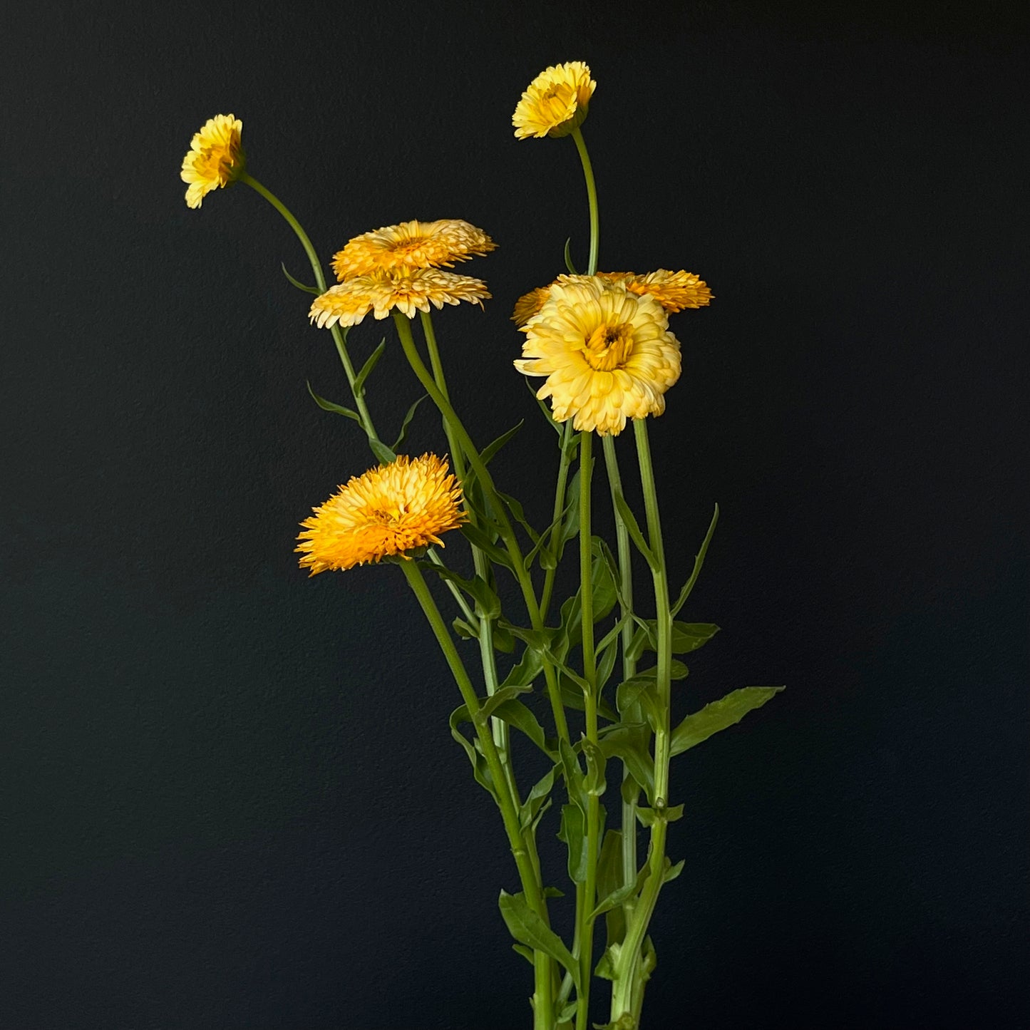 Calendula - Pacific Apricot Beauty