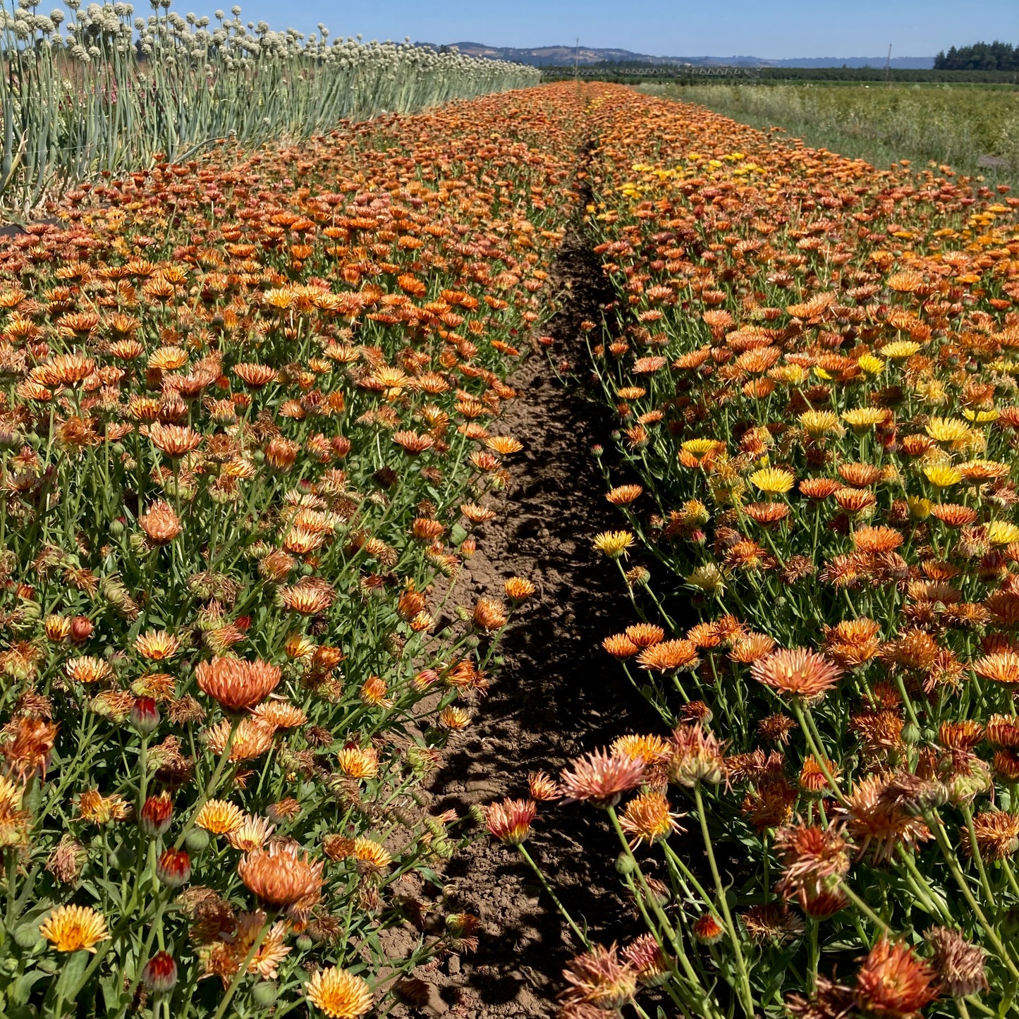 Calendula - Zeolights