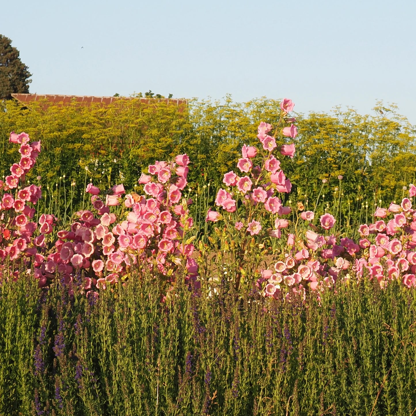 Campanula ⁃ Organic Seed - Rose Pink