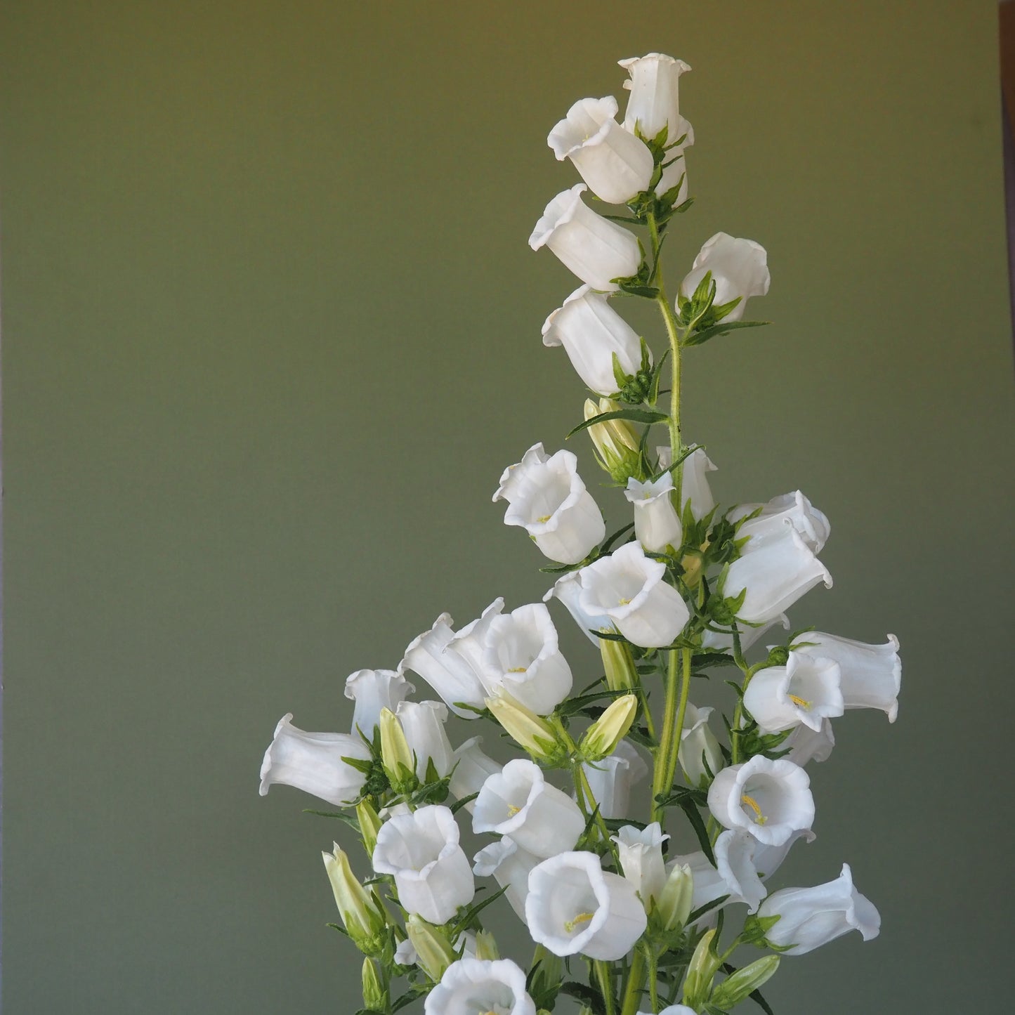 Campanula ⁃ Organic Seed - White