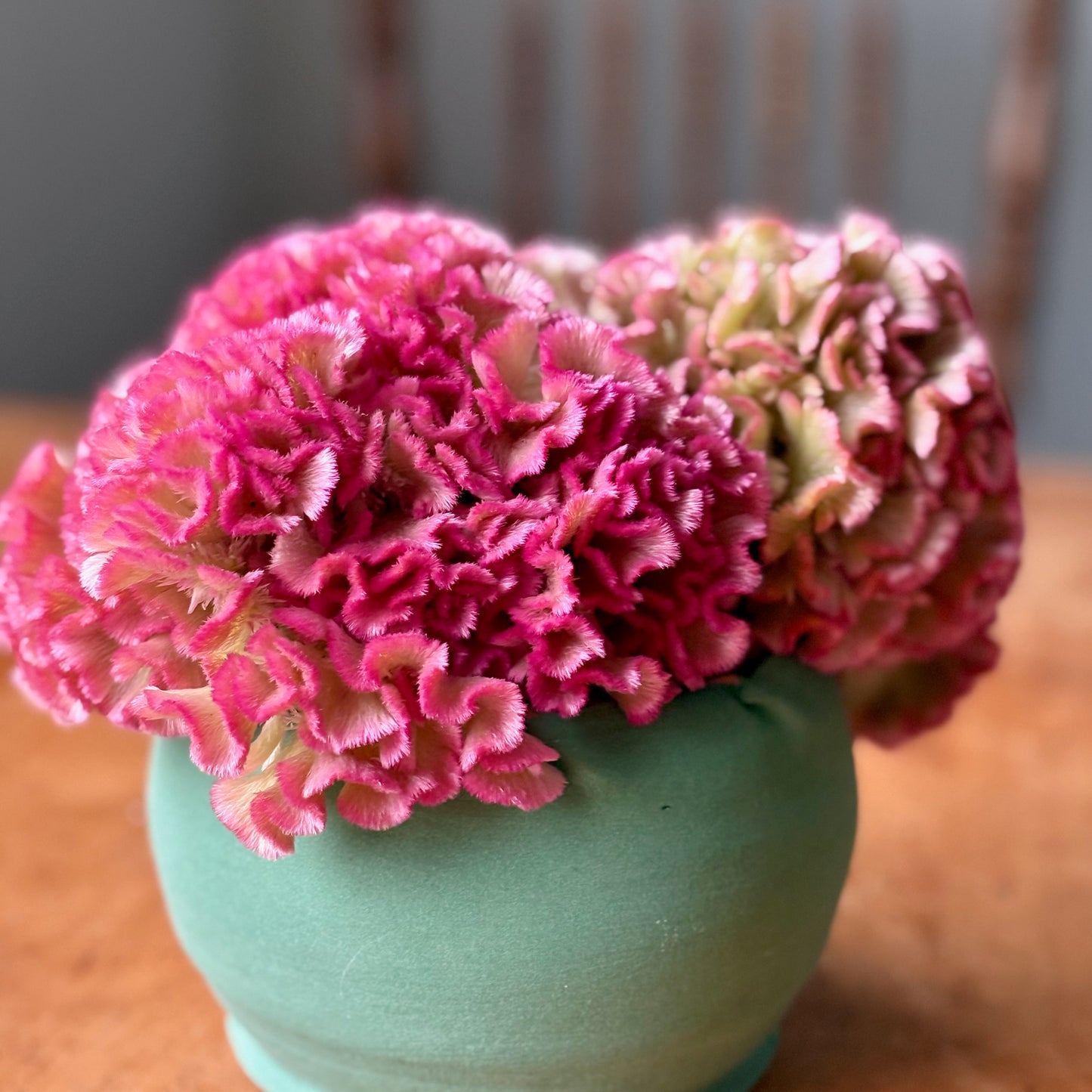 Celosia ⁃ Organic Seed - Crystal Beauty