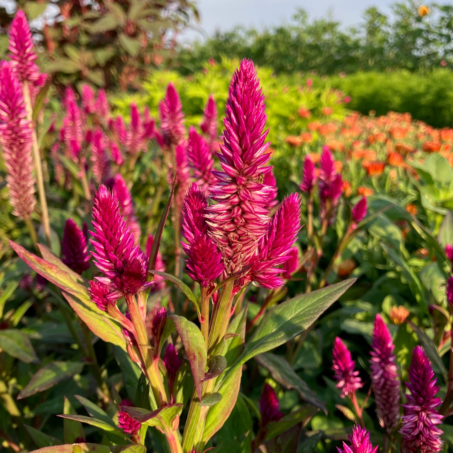 Celosia - Ruby Parfait