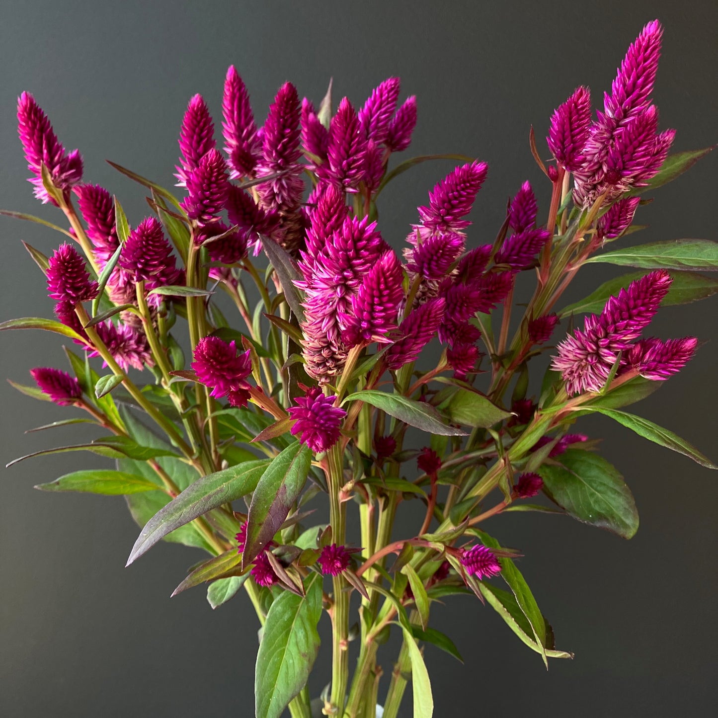 Celosia - Ruby Parfait