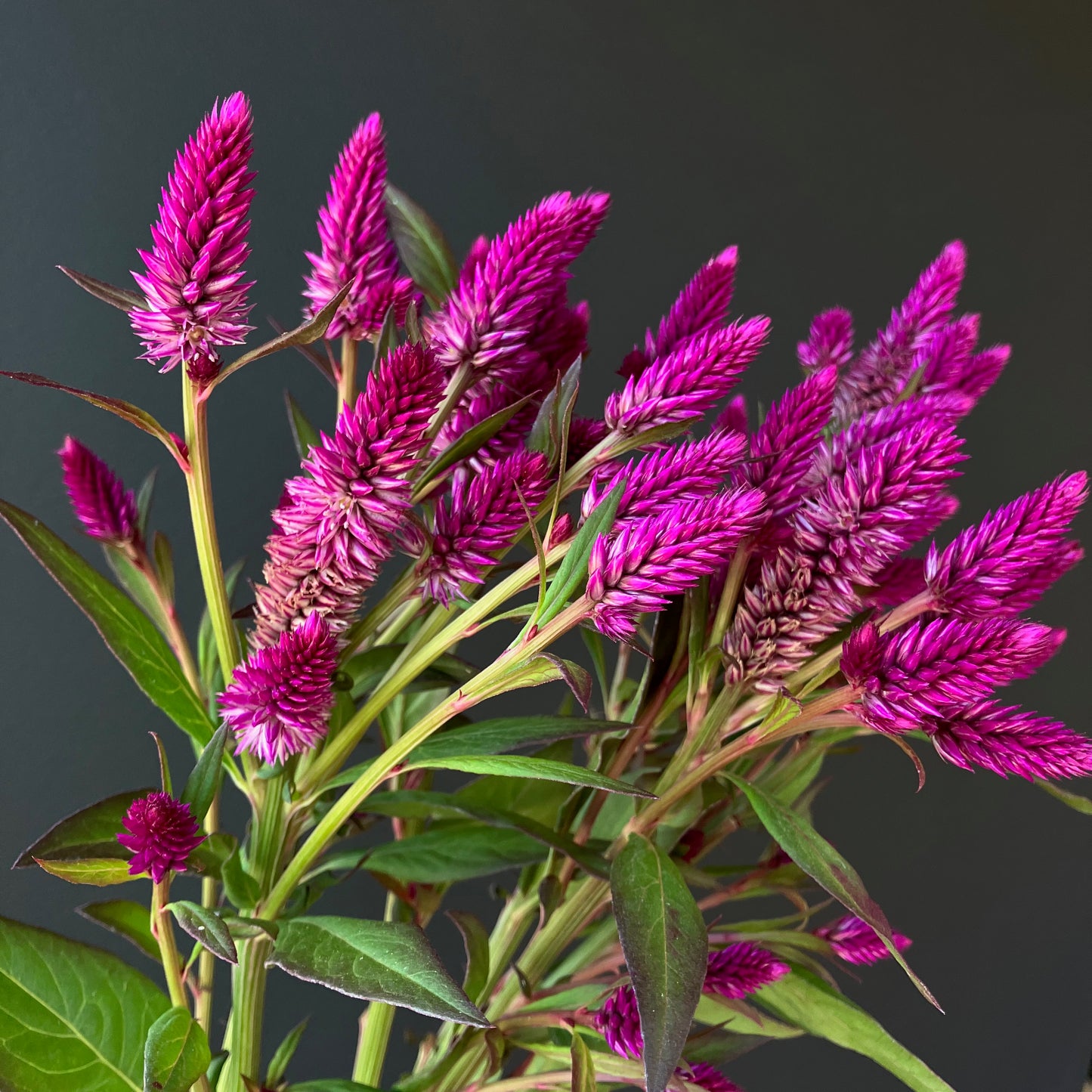 Celosia - Ruby Parfait