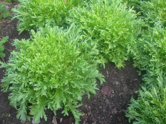 Chicory - Frisee