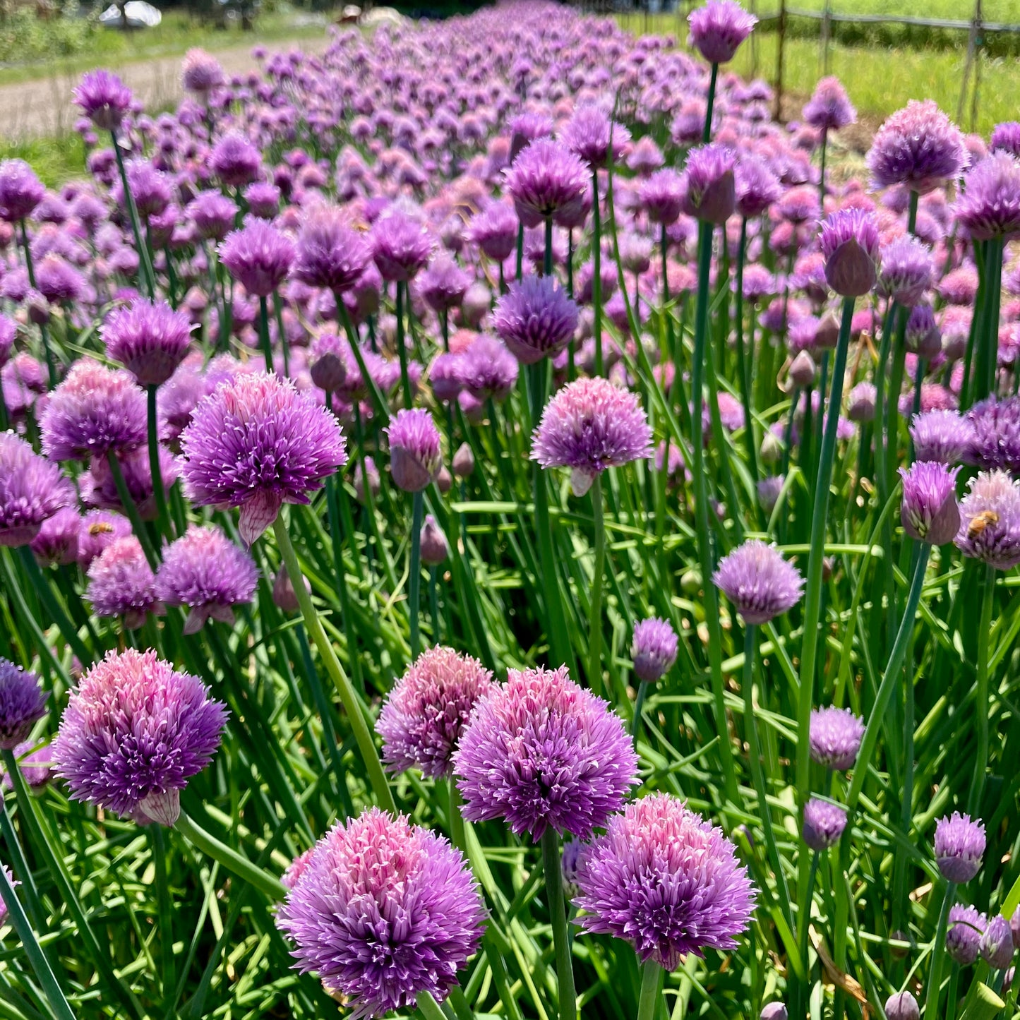 Chives - Staro