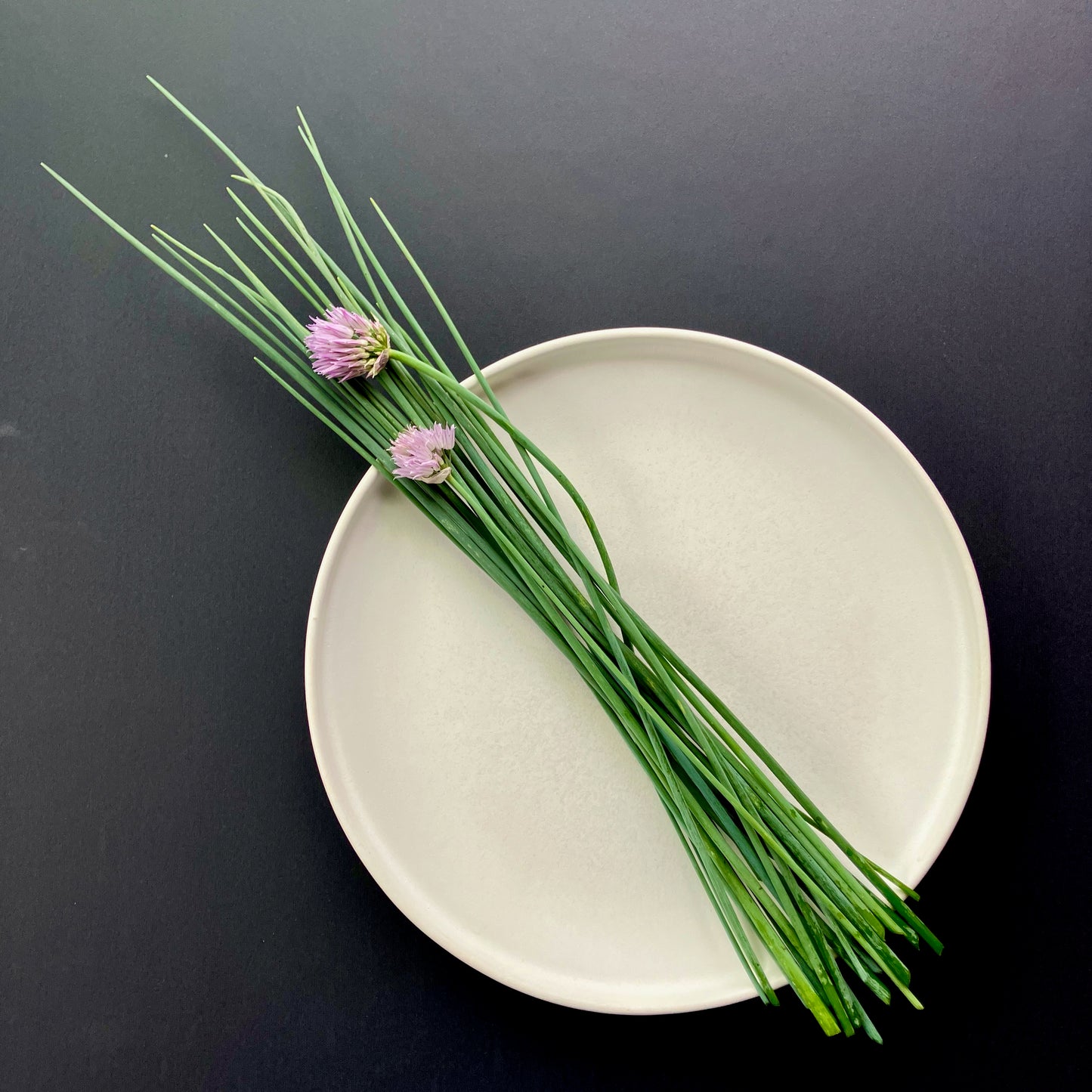 Chives - Staro